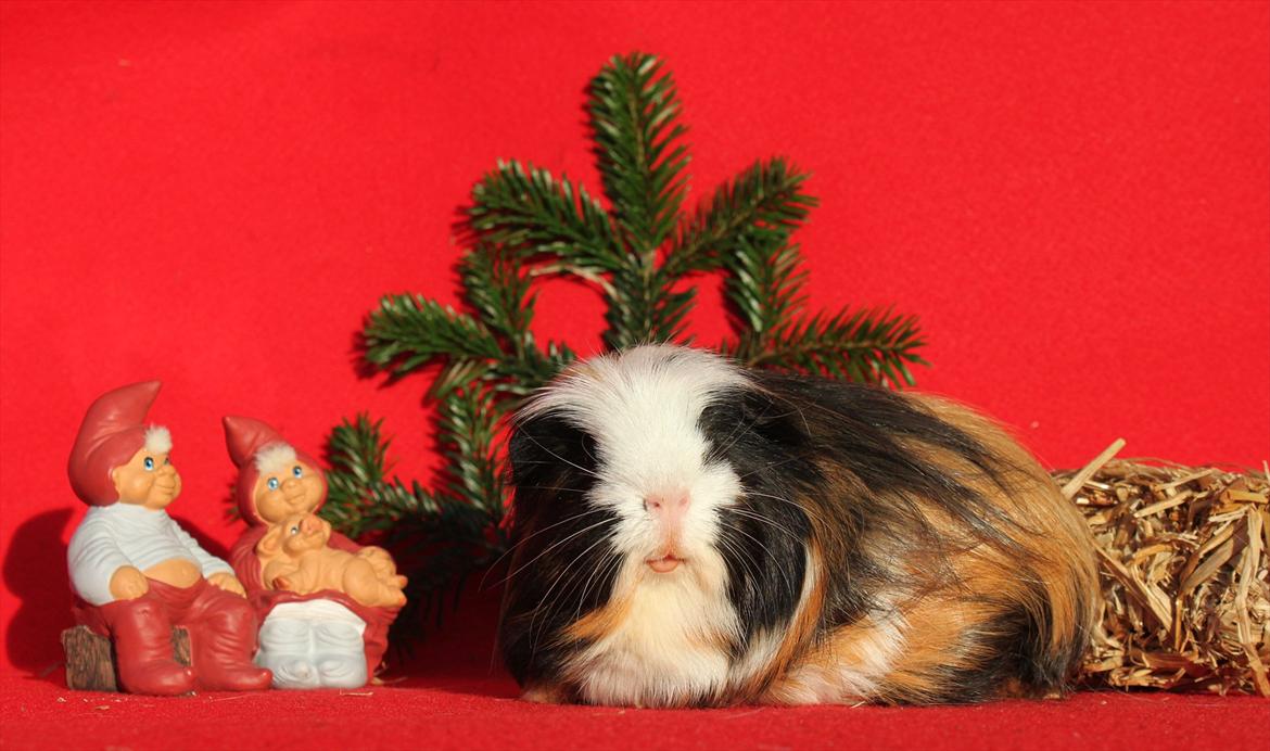 Marsvin Bum Bum billede 5