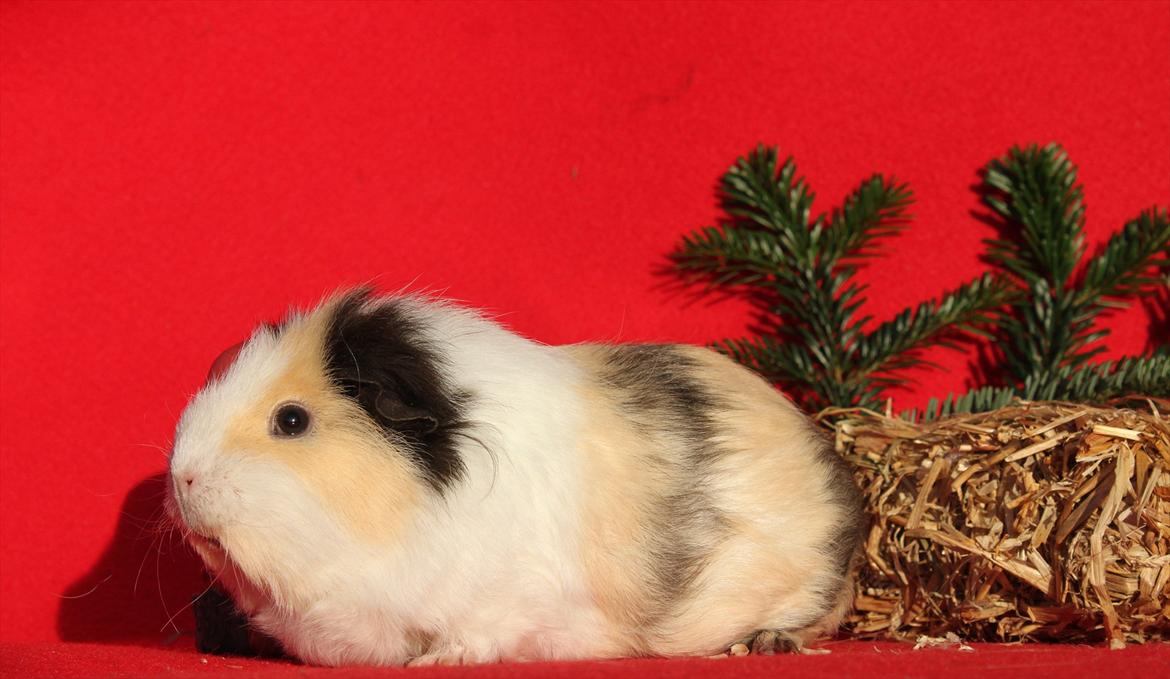 Marsvin Posidon Von Sortfod billede 1