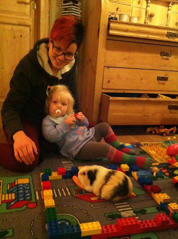 Marsvin Posidon Von Sortfod - Skønne lille polle, som leger ko i  Jannie og Anna-Sofia´s legostald :P  billede 2