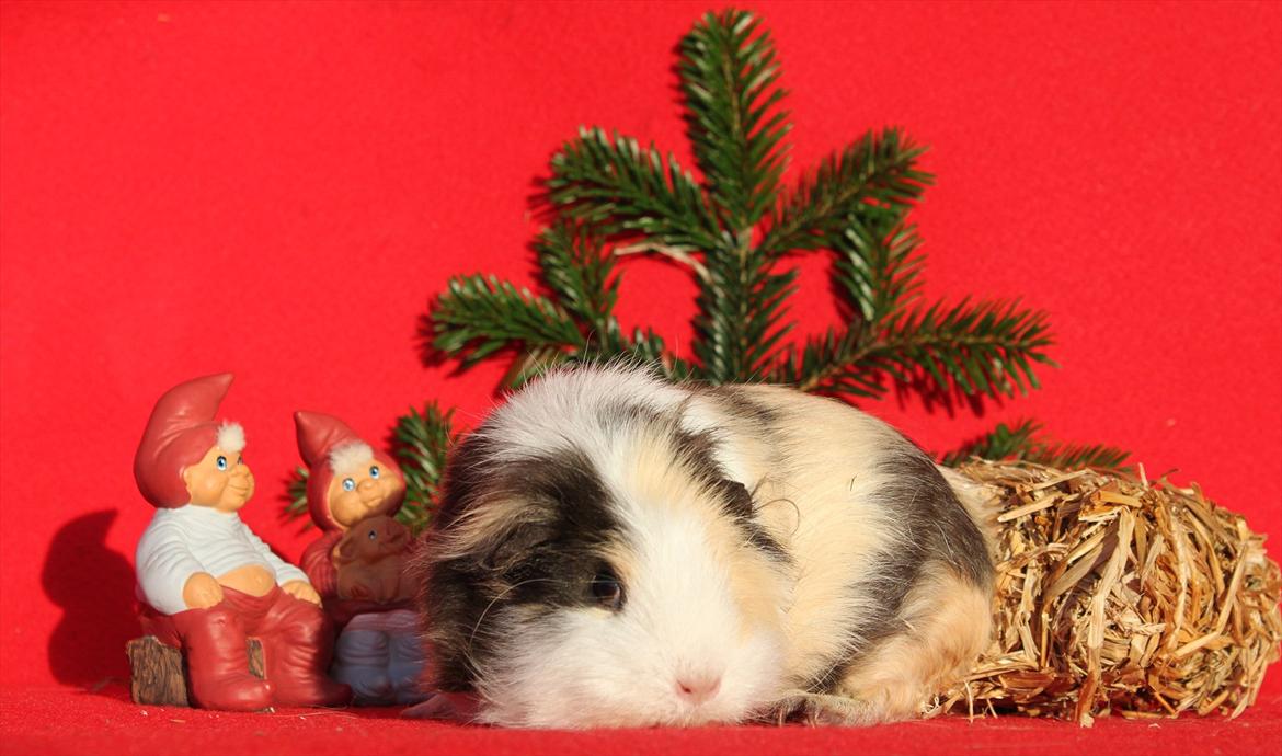 Marsvin Posidon Von Sortfod billede 3