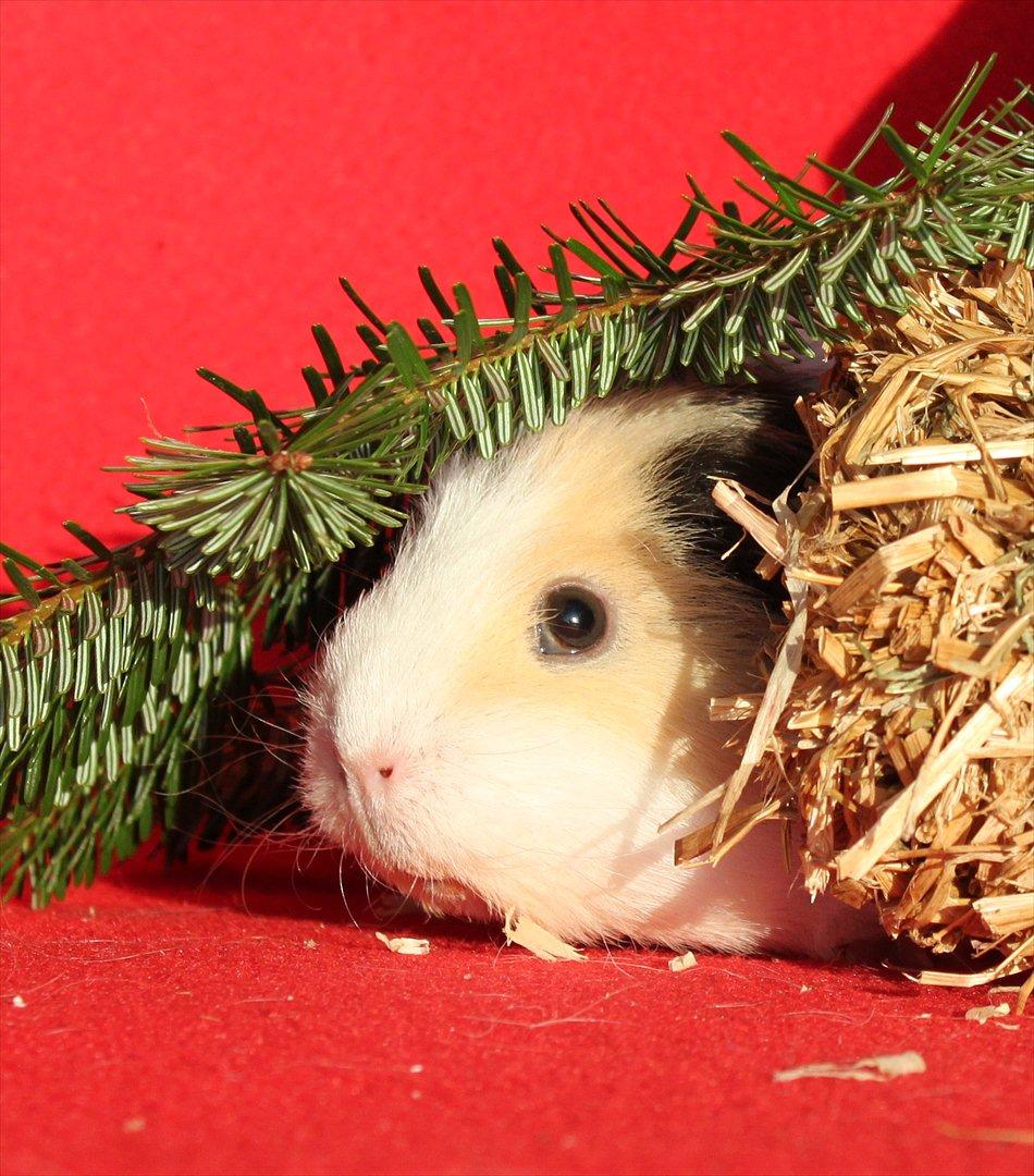 Marsvin Posidon Von Sortfod billede 4