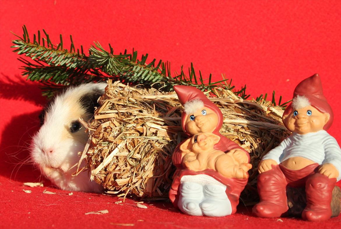 Marsvin Posidon Von Sortfod billede 5