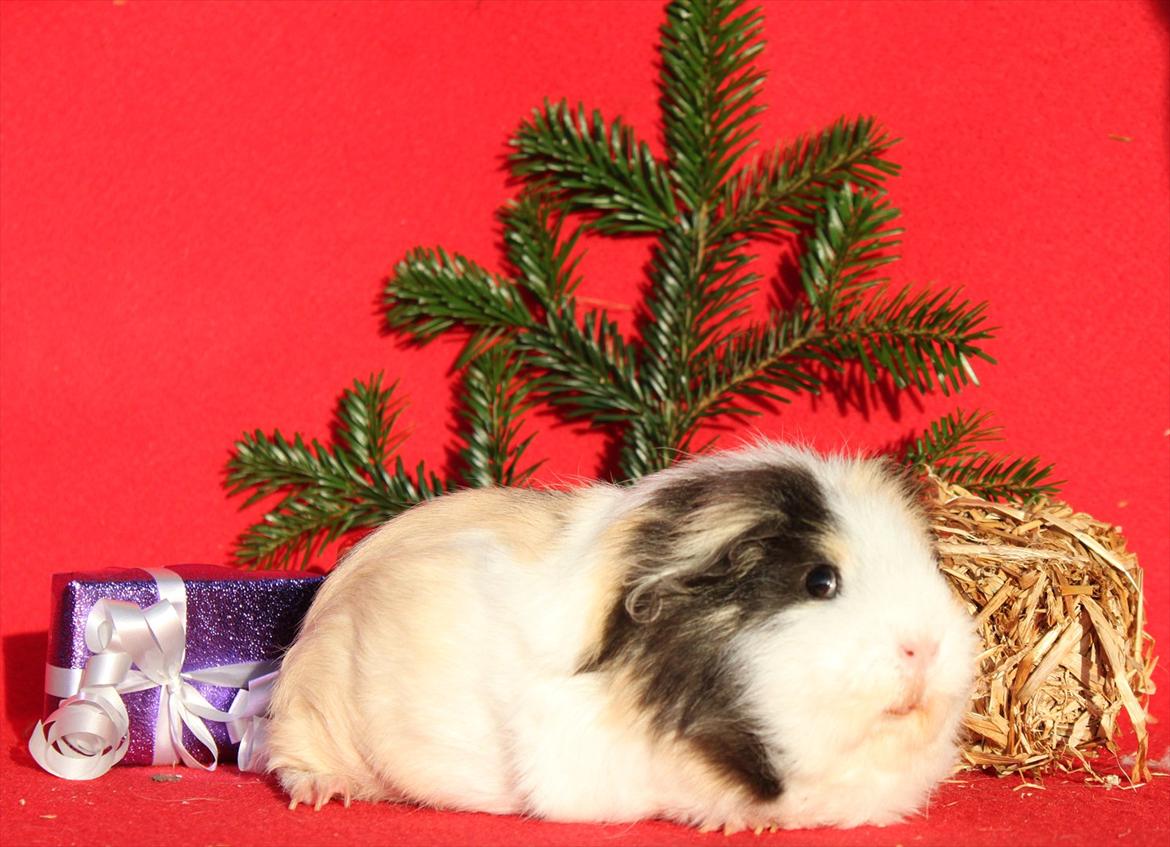 Marsvin Posidon Von Sortfod billede 6