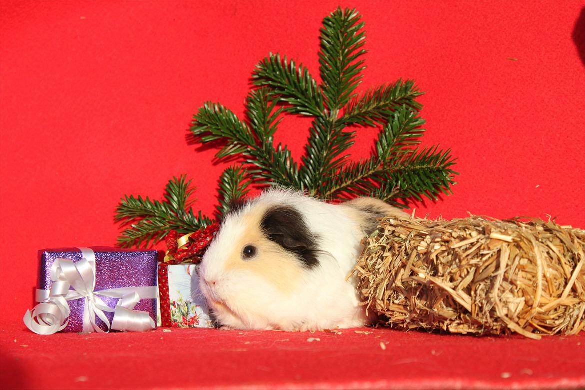 Marsvin Posidon Von Sortfod billede 7