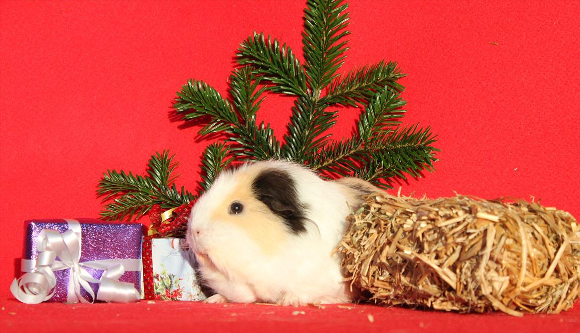 Marsvin Posidon Von Sortfod billede 8