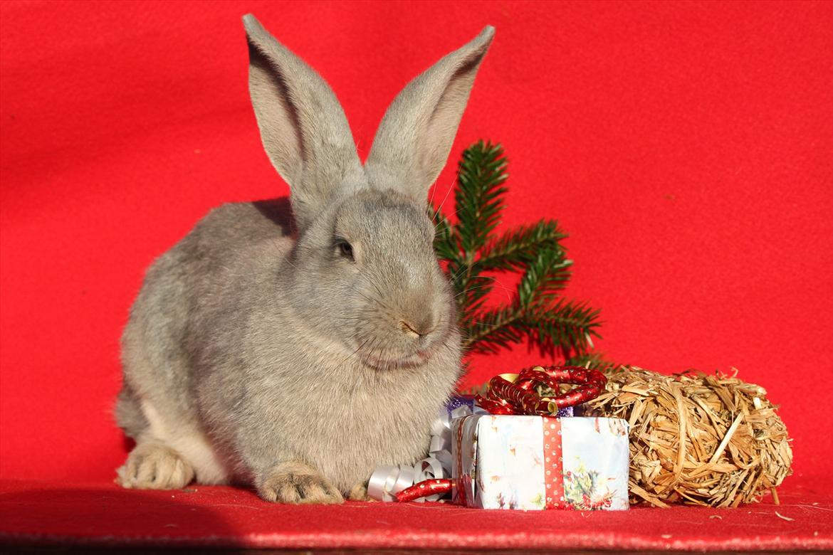 Kanin Børge *Belgisk Kæmpe* billede 17