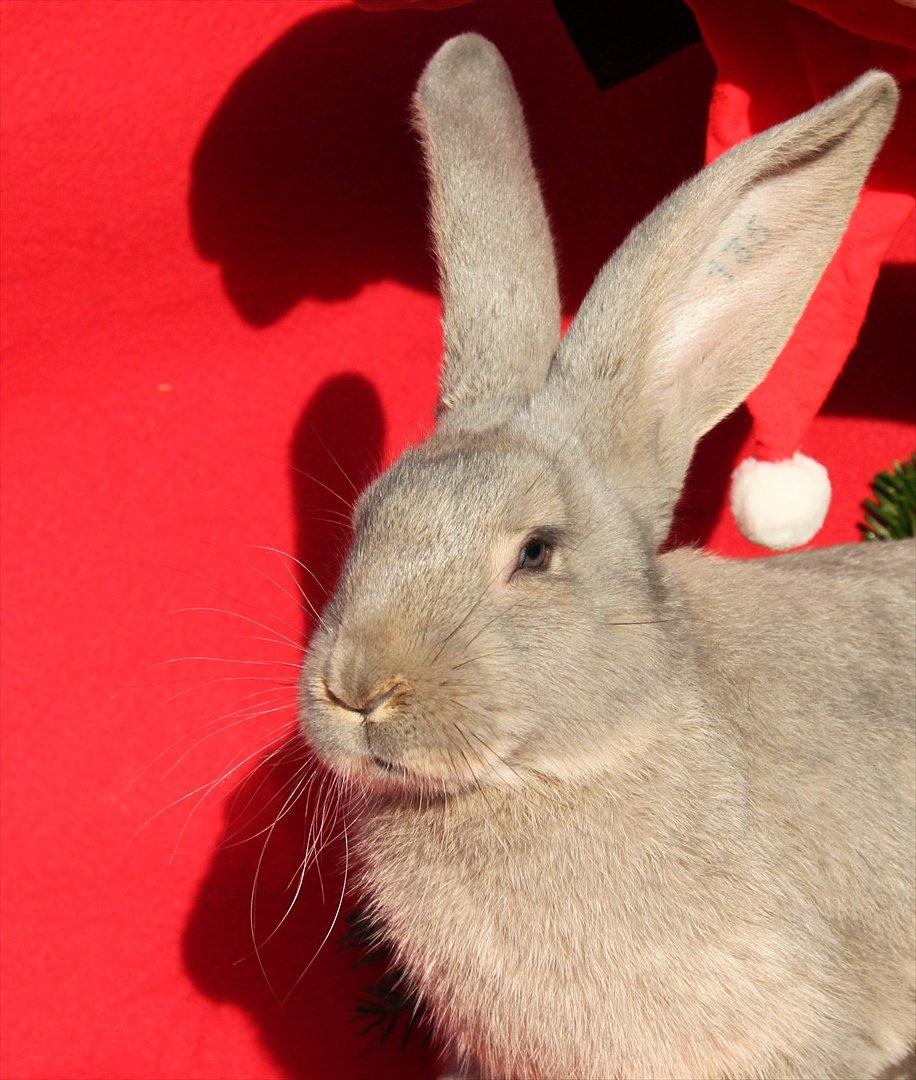 Kanin Børge *Belgisk Kæmpe* billede 18