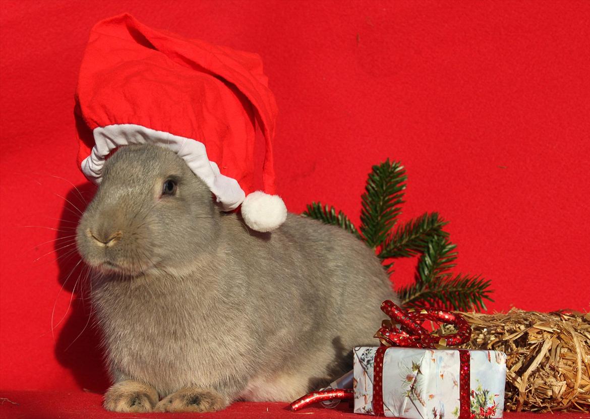 Kanin Børge *Belgisk Kæmpe* billede 19