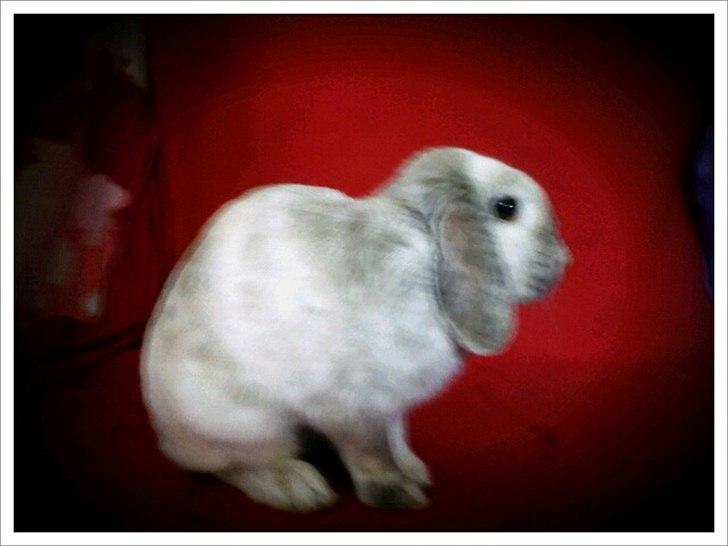 Kanin Nuller † R.I.P. - Min engel <3 billede 1