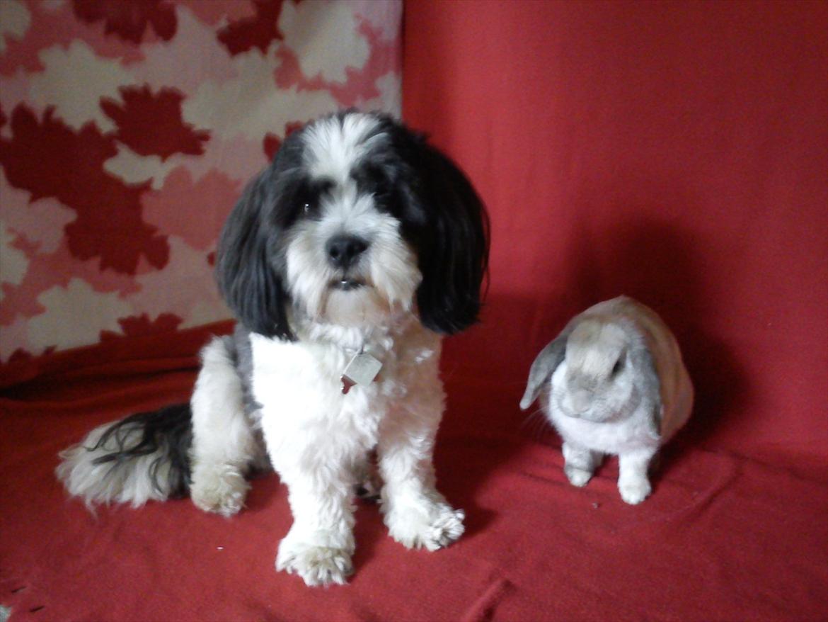 Kanin Nuller † R.I.P. - I er SÅ fotogen <3 billede 2