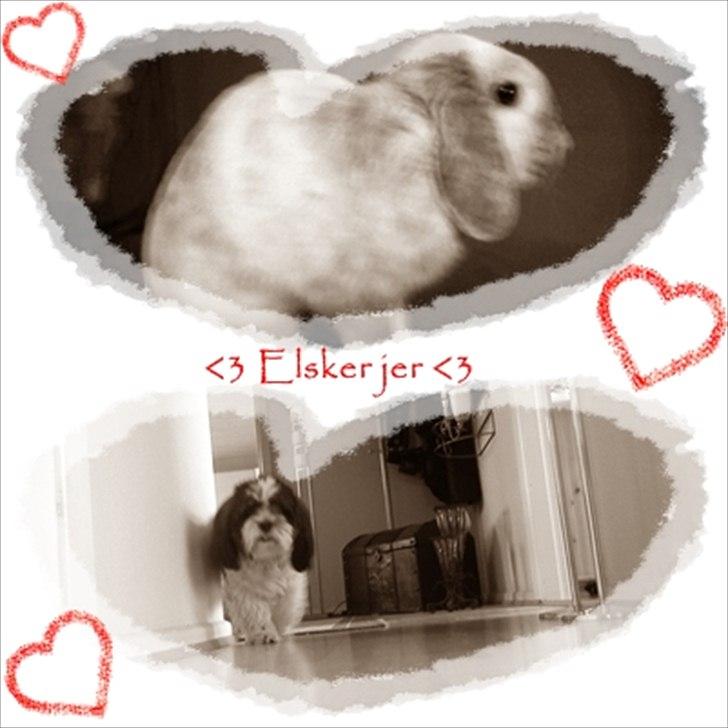 Kanin Nuller † R.I.P. billede 3