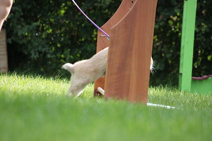 Kanin Zachos Kaza Lav Dizzmo - Kaza som springer hjemme hos Nanna billede 2