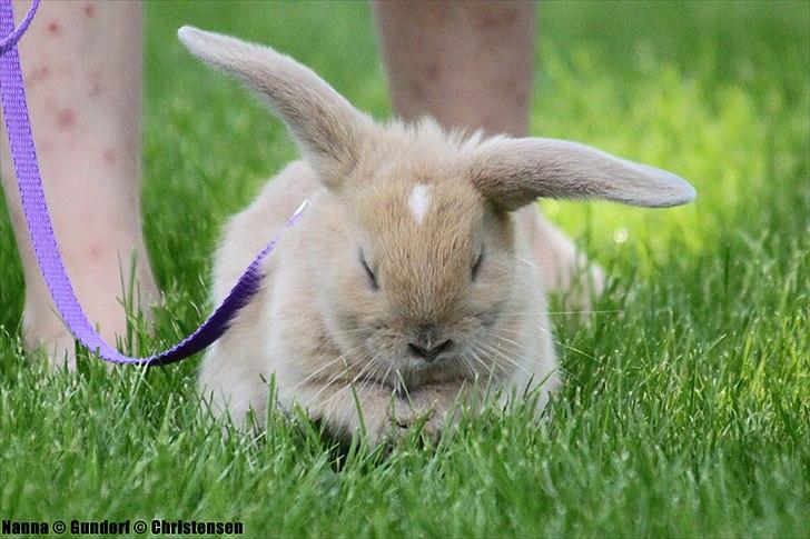 Kanin Zachos Kaza Lav Dizzmo - Kaza og mine grimme ben :-) billede 3