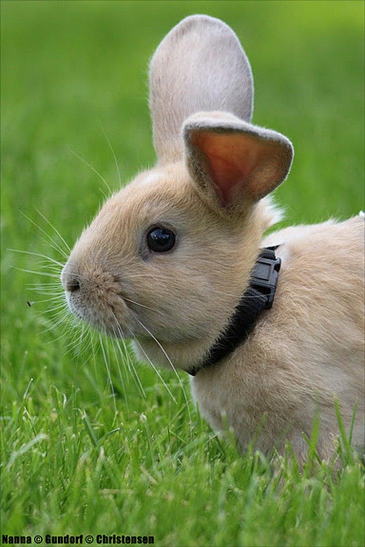 Kanin Zachos Kaza Lav Dizzmo - Kaza billede 4