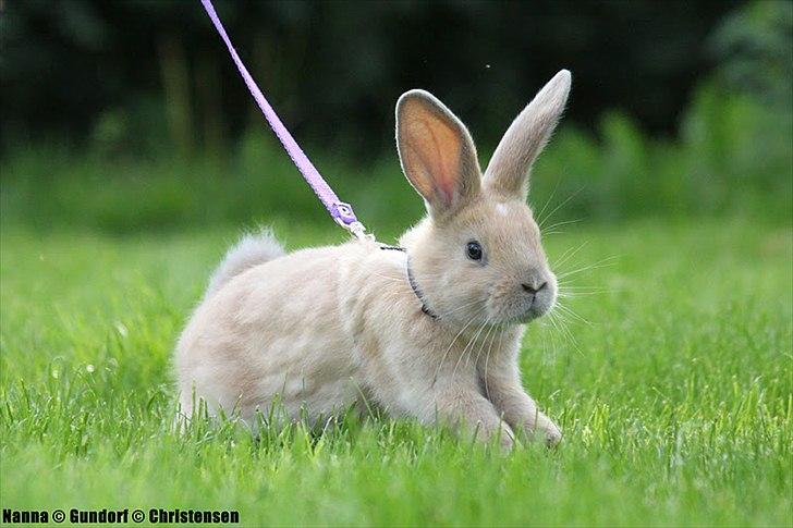 Kanin Zachos Kaza Lav Dizzmo - Kaza billede 6