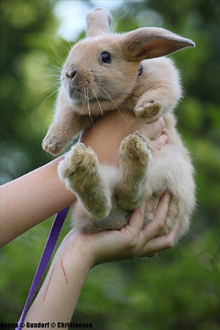 Kanin Zachos Kaza Lav Dizzmo - Kaza billede 7