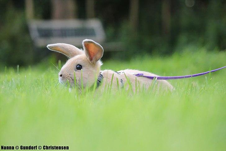 Kanin Zachos Kaza Lav Dizzmo - kaza billede 8