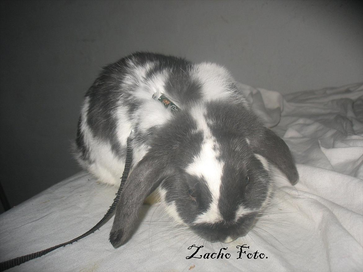 Kanin Kildevangs Wincent Filias billede 7