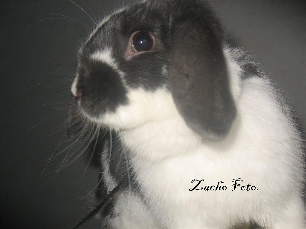 Kanin Kildevangs Wincent Filias billede 8