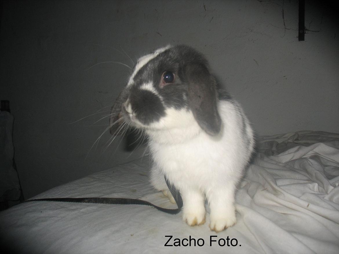 Kanin Kildevangs Wincent Filias billede 9