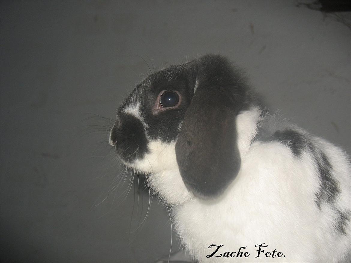 Kanin Kildevangs Wincent Filias billede 10