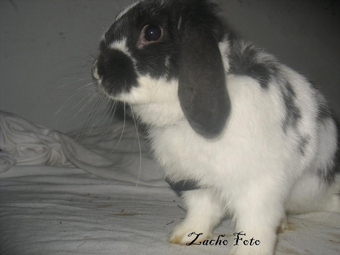 Kanin Kildevangs Wincent Filias billede 11