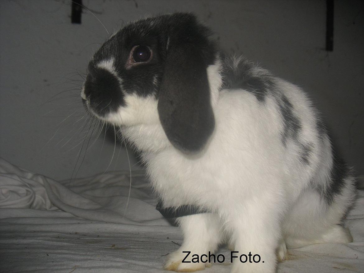 Kanin Kildevangs Wincent Filias billede 12