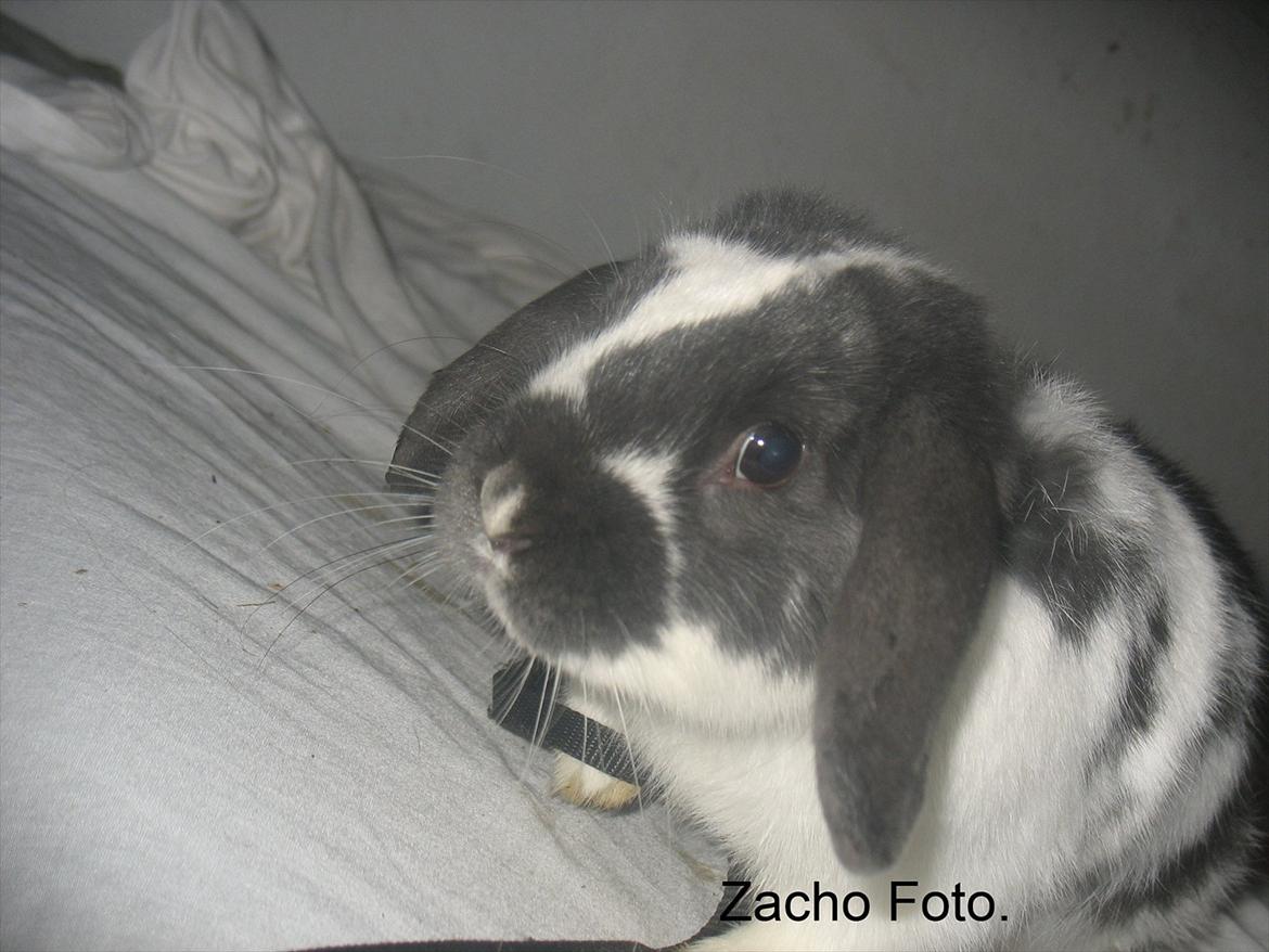 Kanin Kildevangs Wincent Filias billede 13