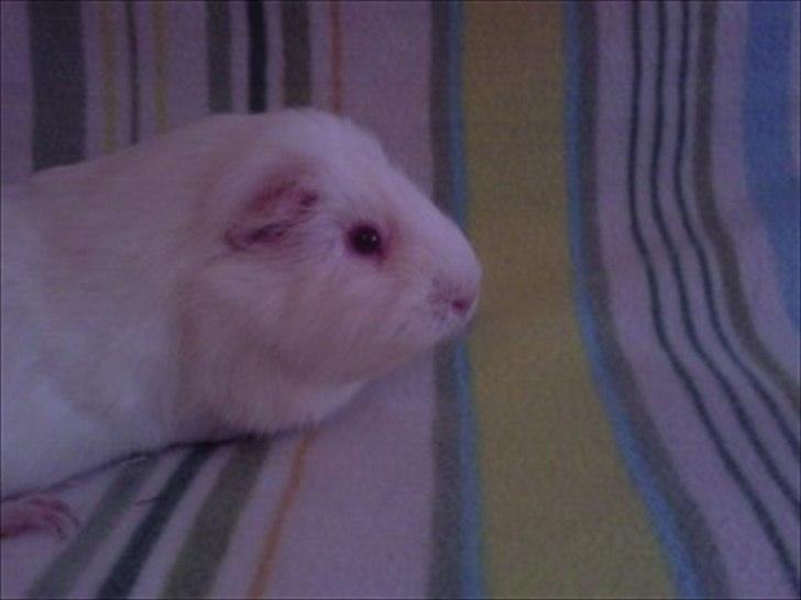 Marsvin » Smillas Pjuske « - 26/12-11 billede 5