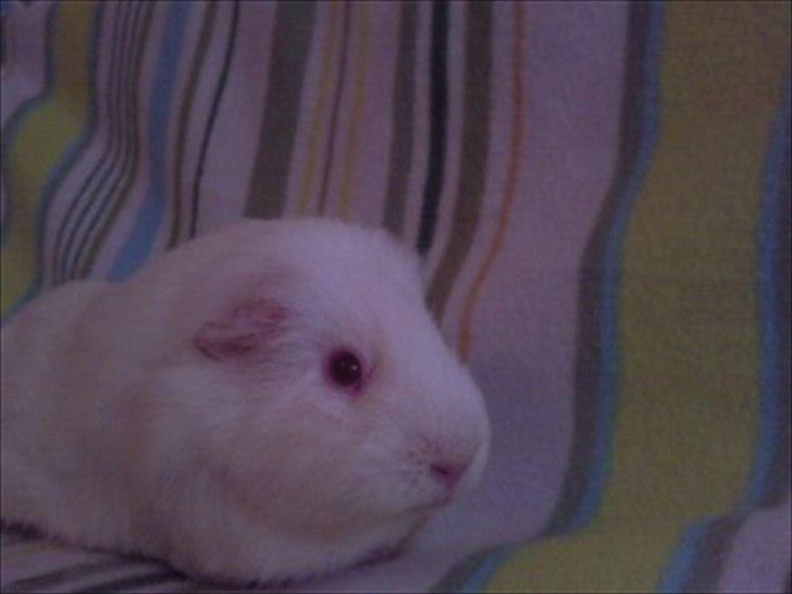 Marsvin » Smillas Pjuske « - 26/12-11 billede 1