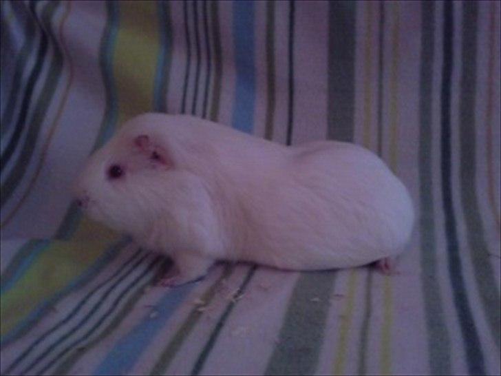 Marsvin » Smillas Pjuske « - 26/12-11 billede 2