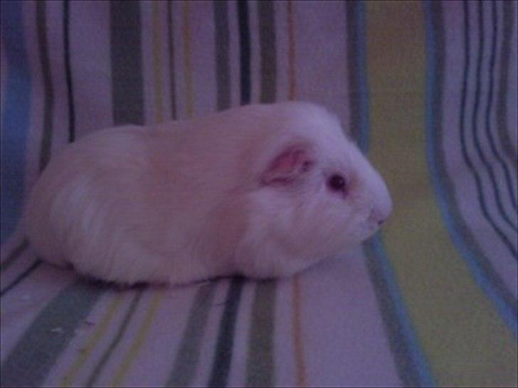 Marsvin » Smillas Pjuske « - 26/12-11 billede 3