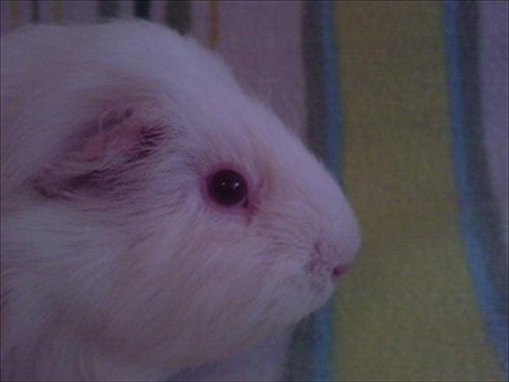 Marsvin » Smillas Pjuske « - 26/12-11 billede 4