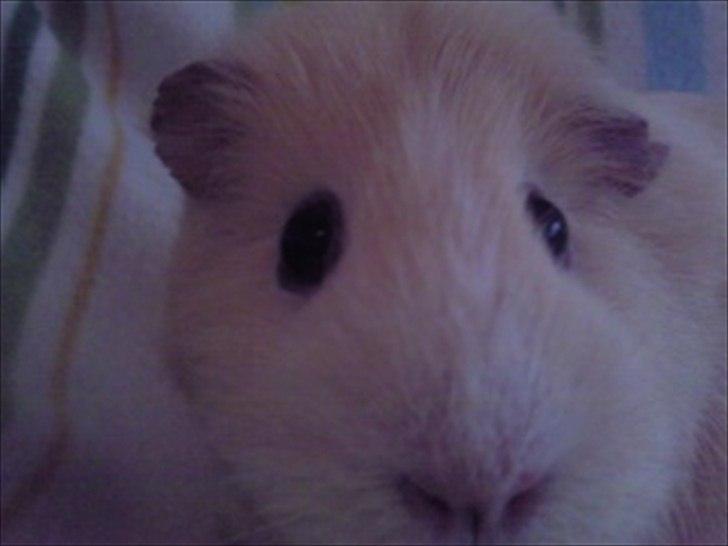 Marsvin » Ollis Wendy R.I.P.†  « - 26/12-11 billede 6