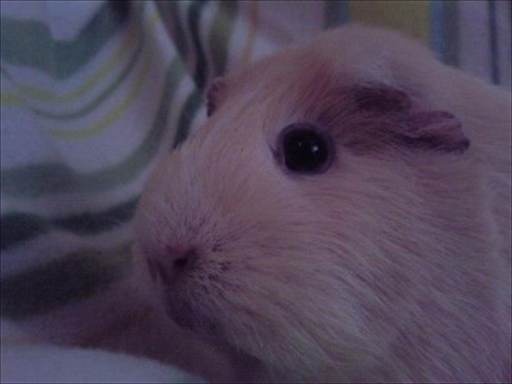 Marsvin » Ollis Wendy R.I.P.†  « - 26/12-11 billede 3