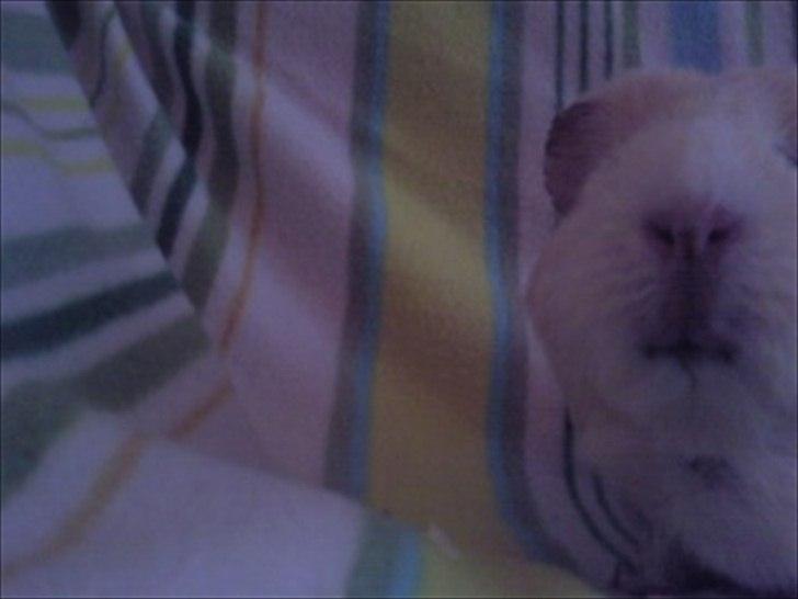 Marsvin » Ollis Wendy R.I.P.†  « - 26/12-11 billede 4