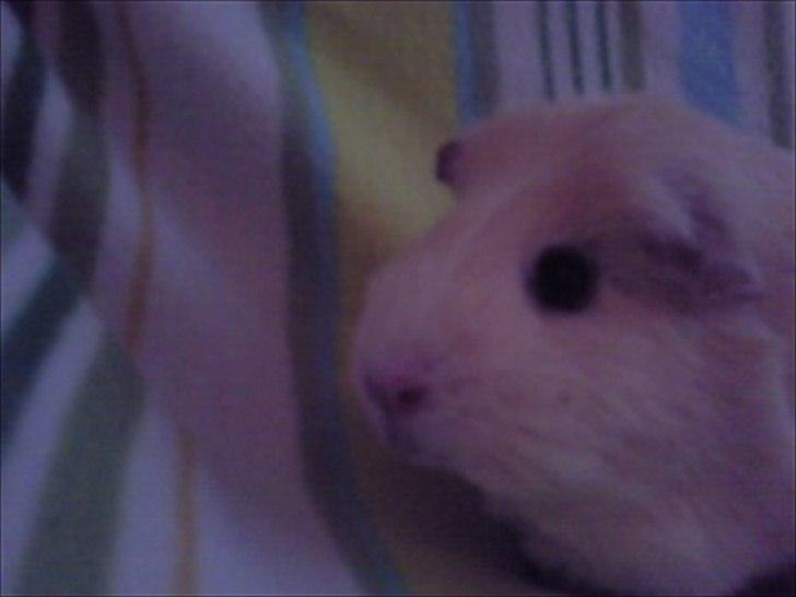 Marsvin » Ollis Wendy R.I.P.†  « - 26/12-11 billede 5