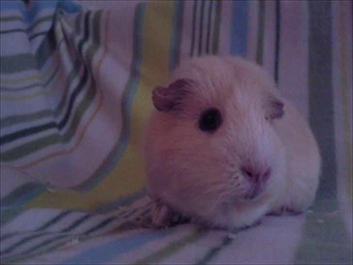 Marsvin » Ollis Wendy R.I.P.†  « - 26/12-11 billede 2