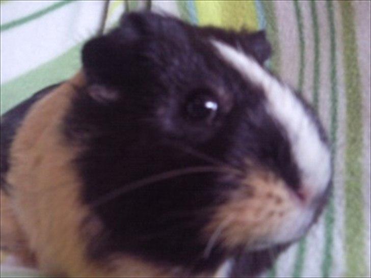Marsvin » Mandy « - 26/12-11 billede 2