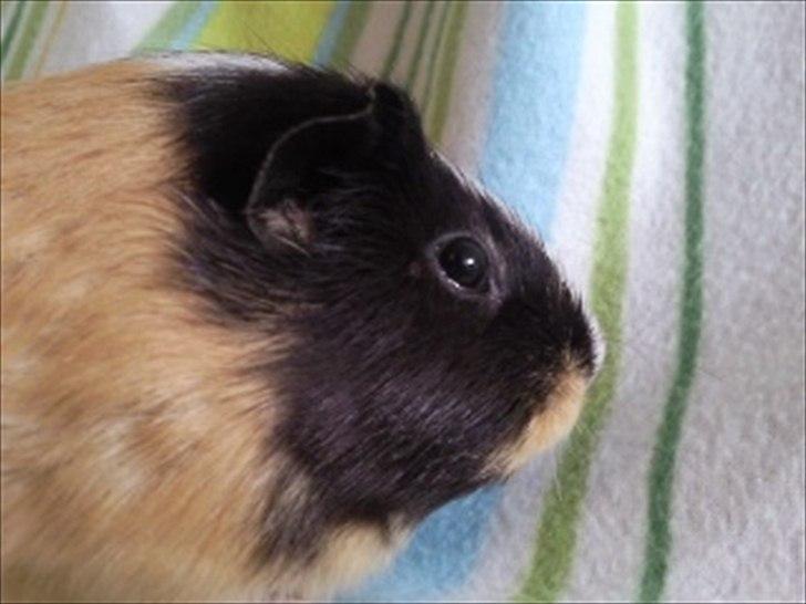 Marsvin » Mandy « - 26/12-11 billede 3