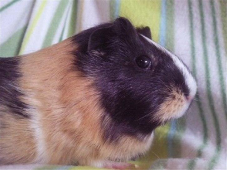 Marsvin » Mandy « - 26/12-11 billede 4