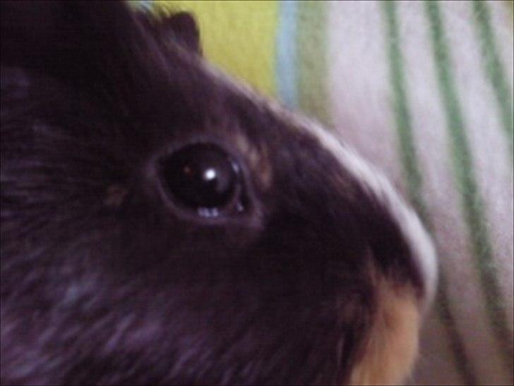 Marsvin » Mandy « - 26/12-11 billede 5