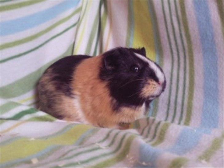 Marsvin » Mandy « - 26/12-11 billede 6