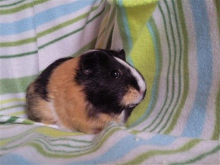Marsvin » Mandy « - 26/12-11 billede 7
