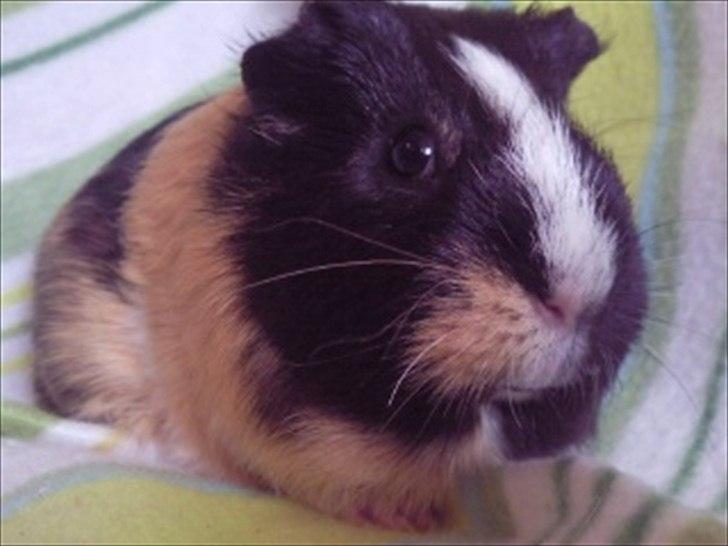 Marsvin » Mandy « - 26/12-11 billede 1