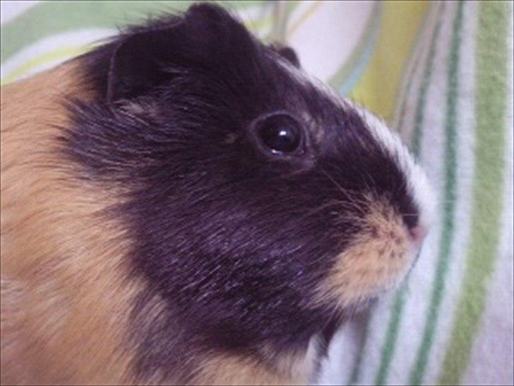 Marsvin » Mandy « - 26/12-11 billede 8