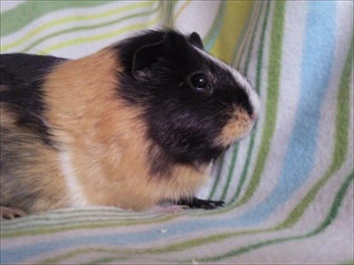 Marsvin » Mandy « - 26/12-11 billede 9