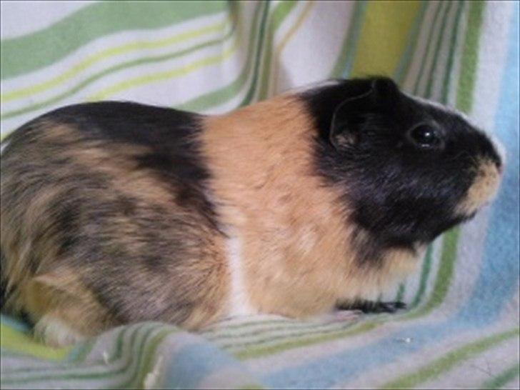 Marsvin » Mandy « - 26/12-11 billede 10