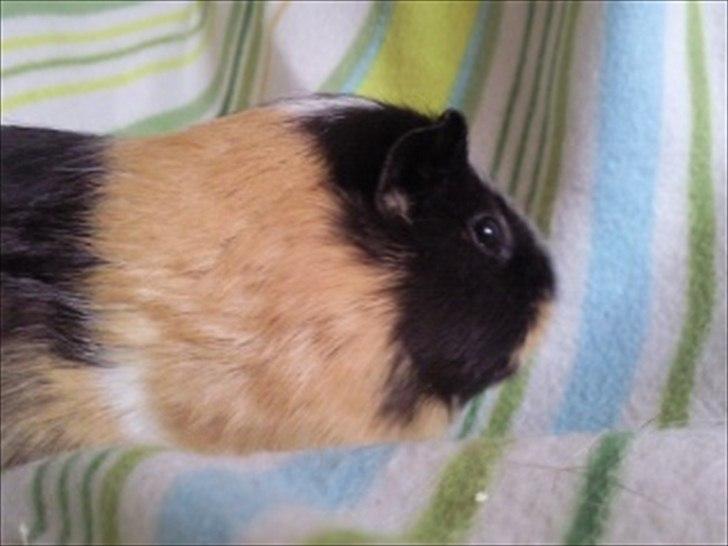 Marsvin » Mandy « - 26/12-11 billede 11