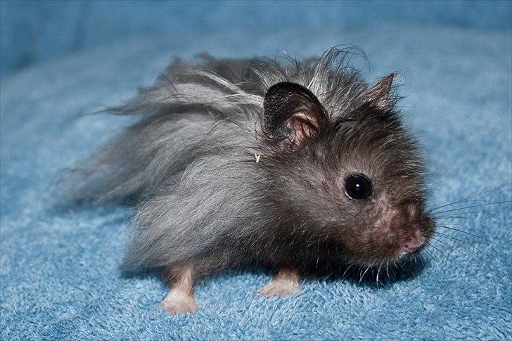 Hamster Futte † 2012 † billede 13